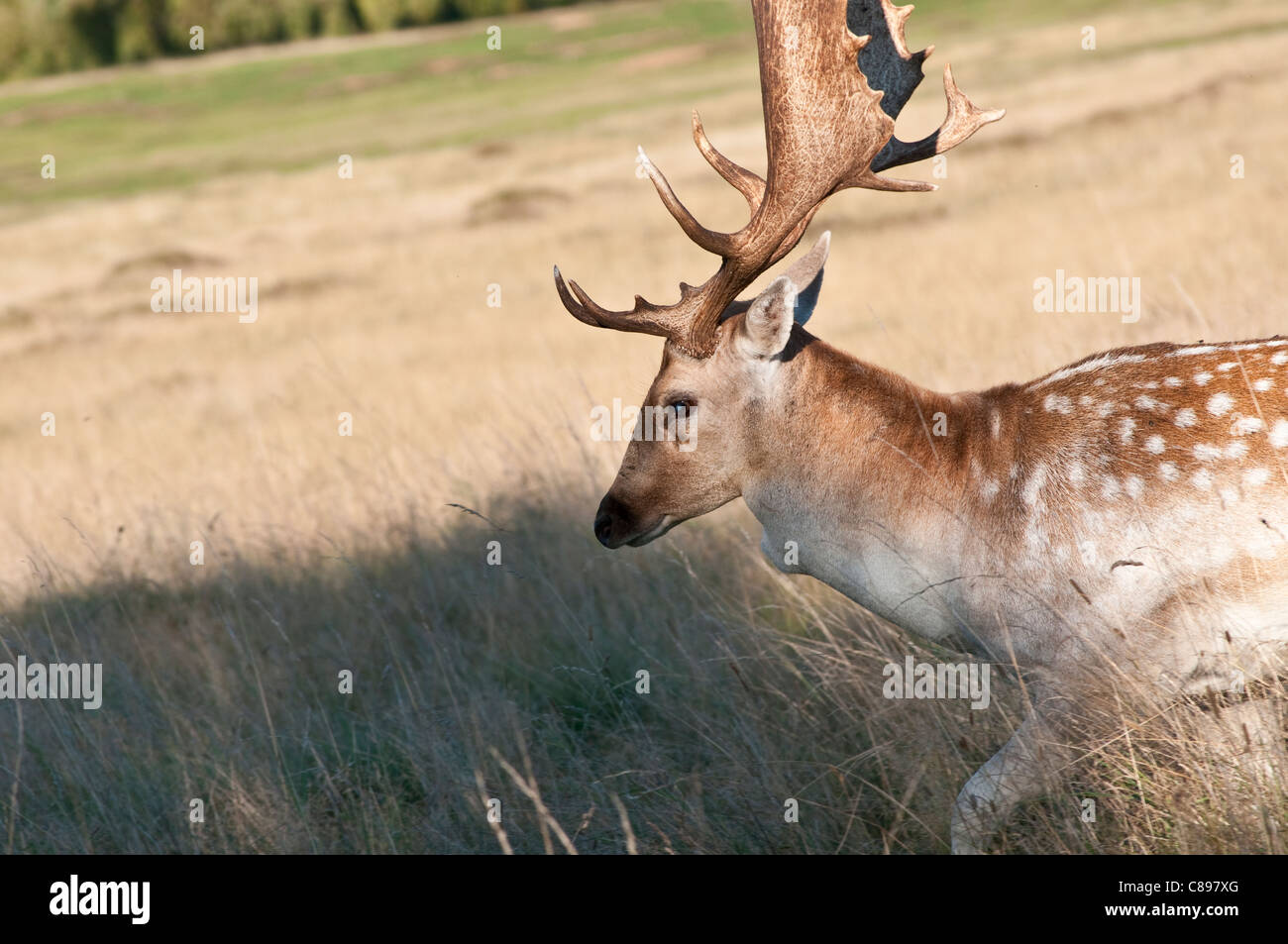 Cervi, Home Park, Surrey, England, Regno Unito Foto Stock