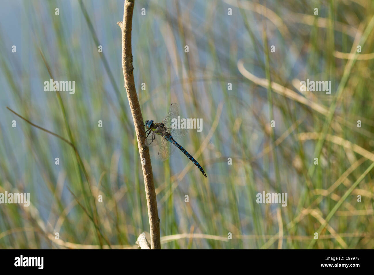 Un souther hawker dragonfly fermo su un bastone Foto Stock