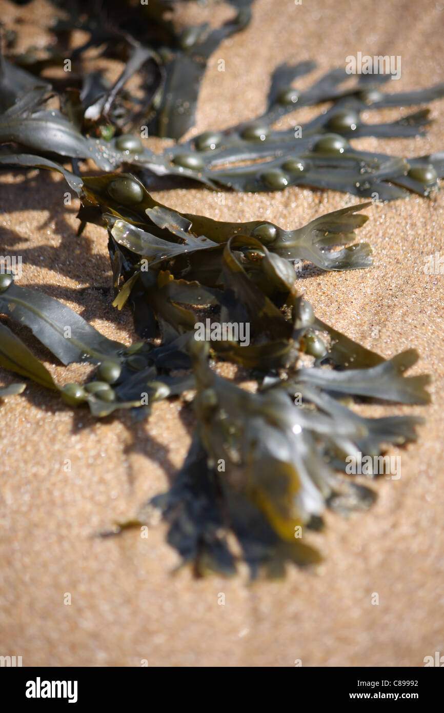 Le alghe sulla spiaggia Foto Stock