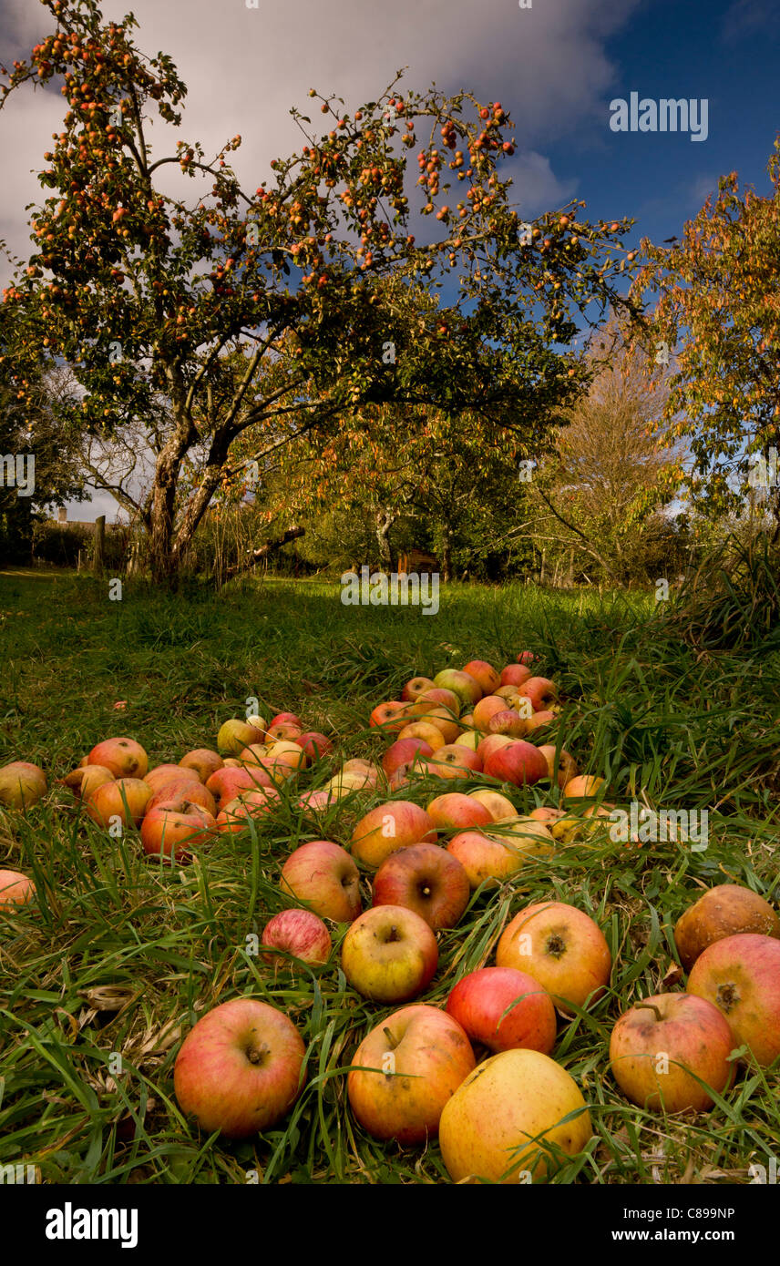 Broad Oak Orchard - Comunità Orchard e il Dorset Wildlife Trust Riserva; Sturminster Newton, Dorset. Foto Stock