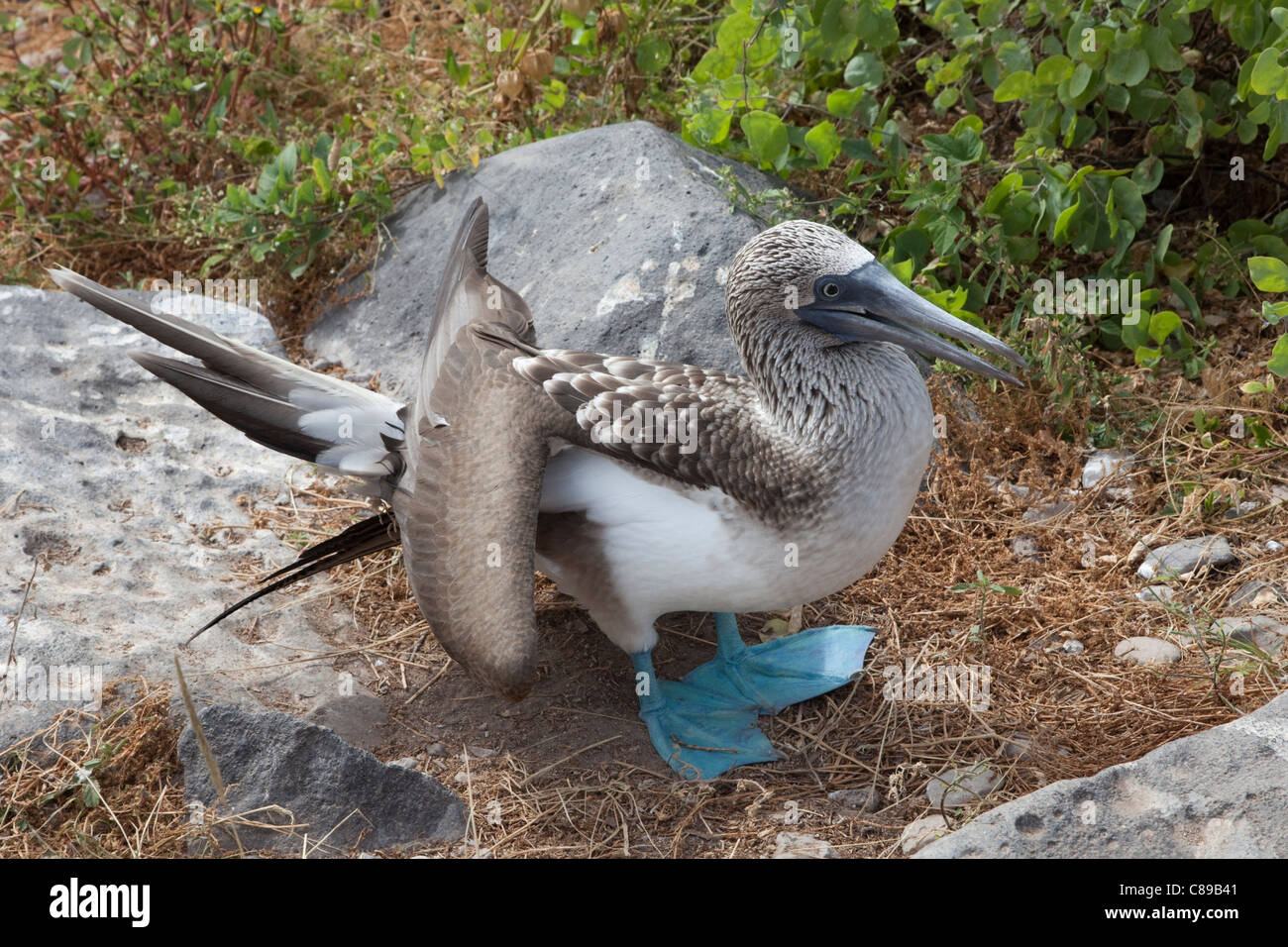 La regolazione della temperatura in Blu-footed Booby (Sula nebouxii) raffreddamento da golare svolazzanti e si estendono ali Foto Stock