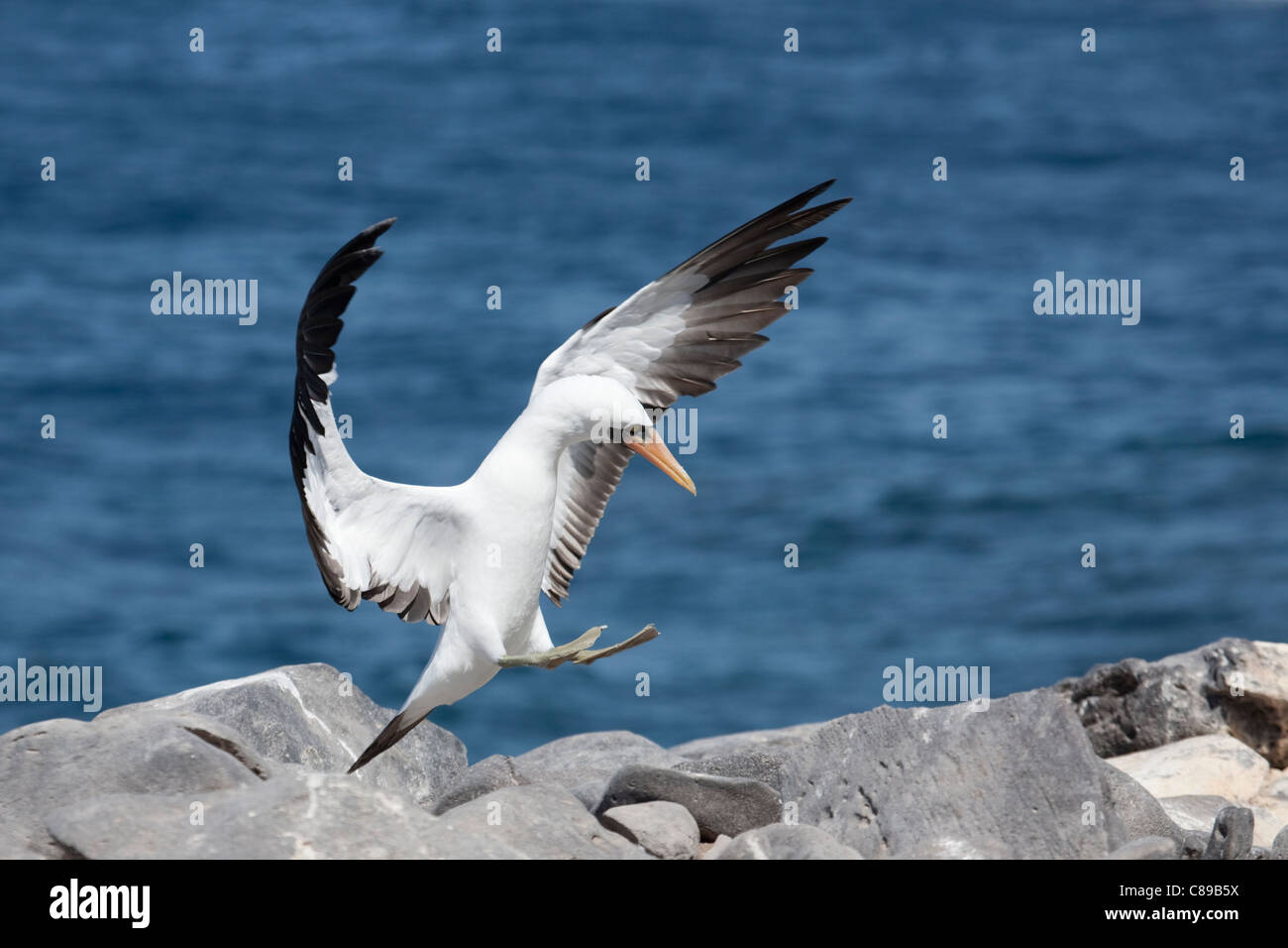 Nazca Booby (Sula granti) che atterra sulle rocce lungo il bordo dell'Isola di Espanola nell'Oceano Pacifico Foto Stock