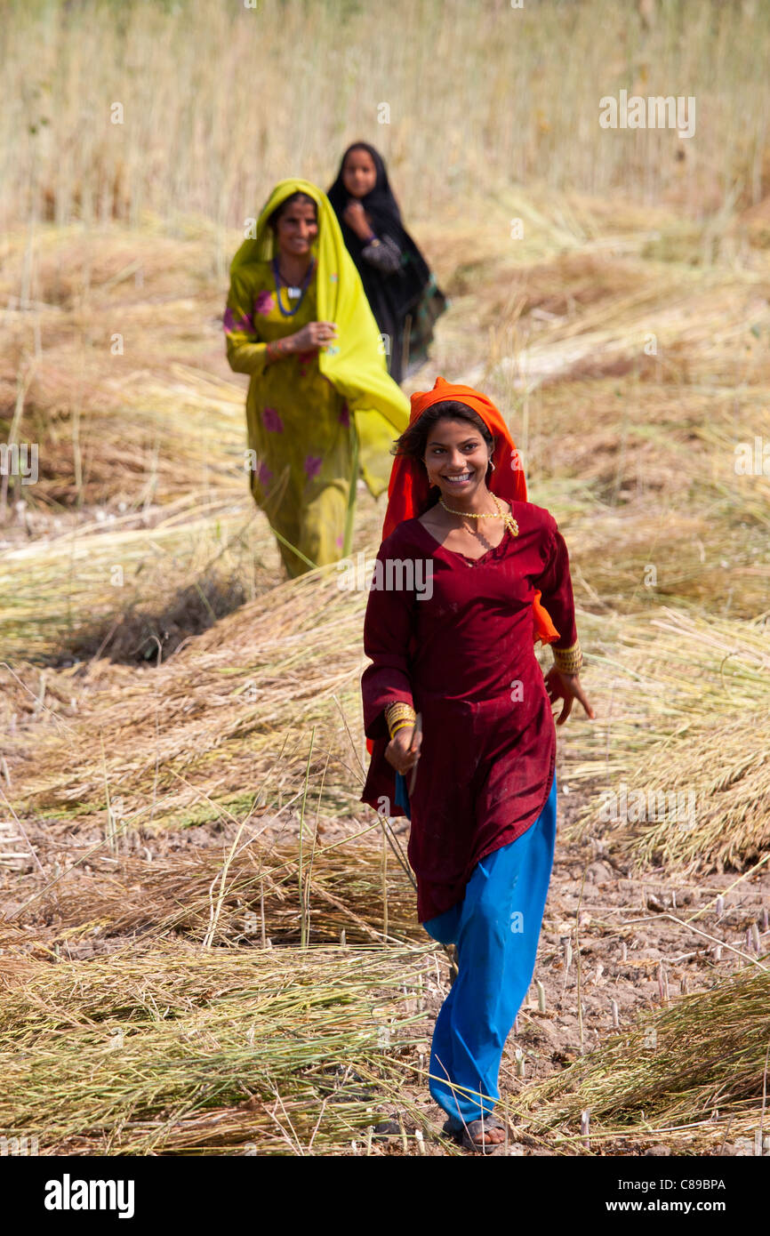 Le donne indiane i lavoratori agricoli in azienda al Sawai Madhopur vicino Ranthambore in Rajasthan, India settentrionale Foto Stock