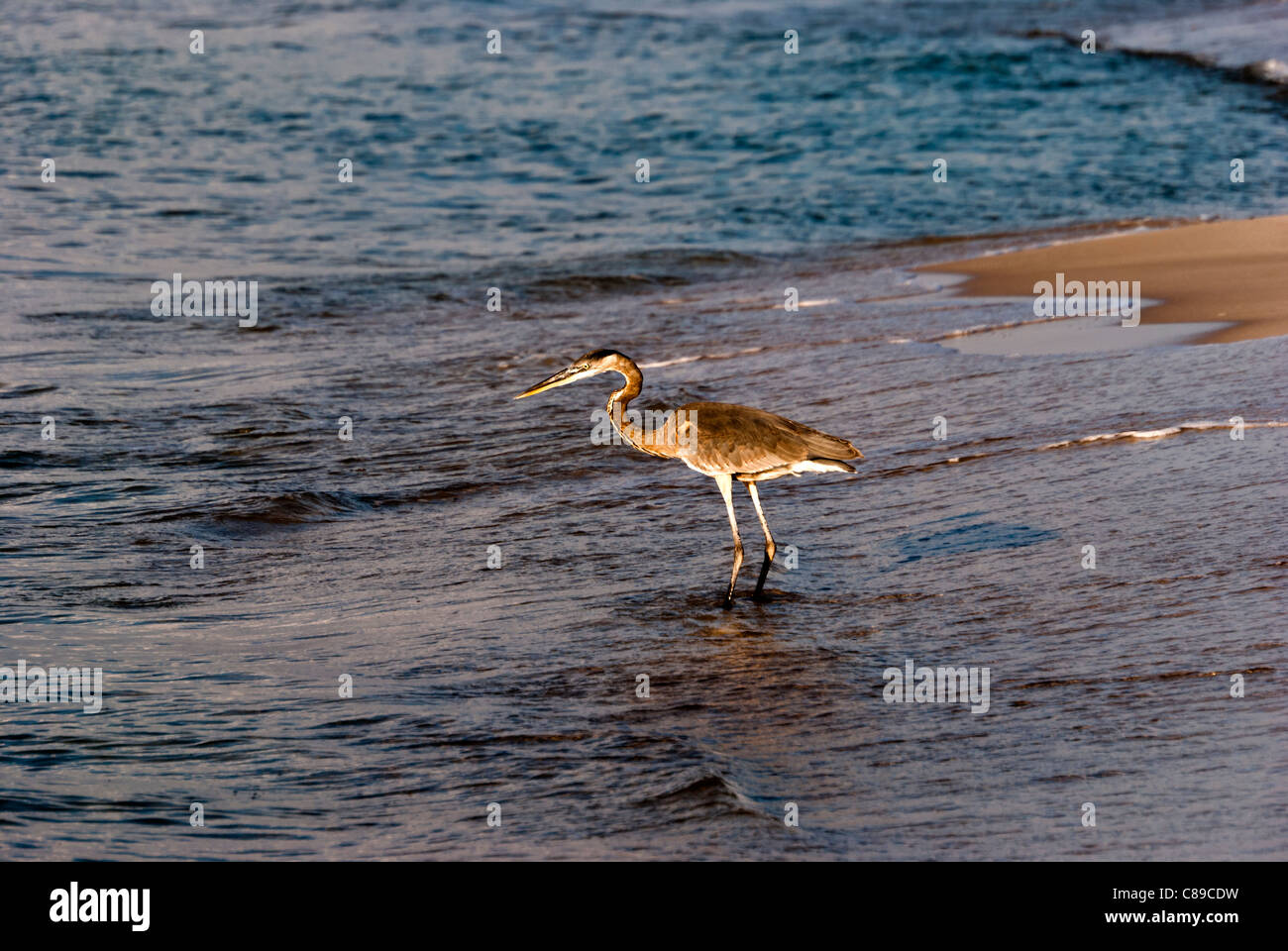Heron a caccia di un pasto sulla costa del Golfo rive Foto Stock