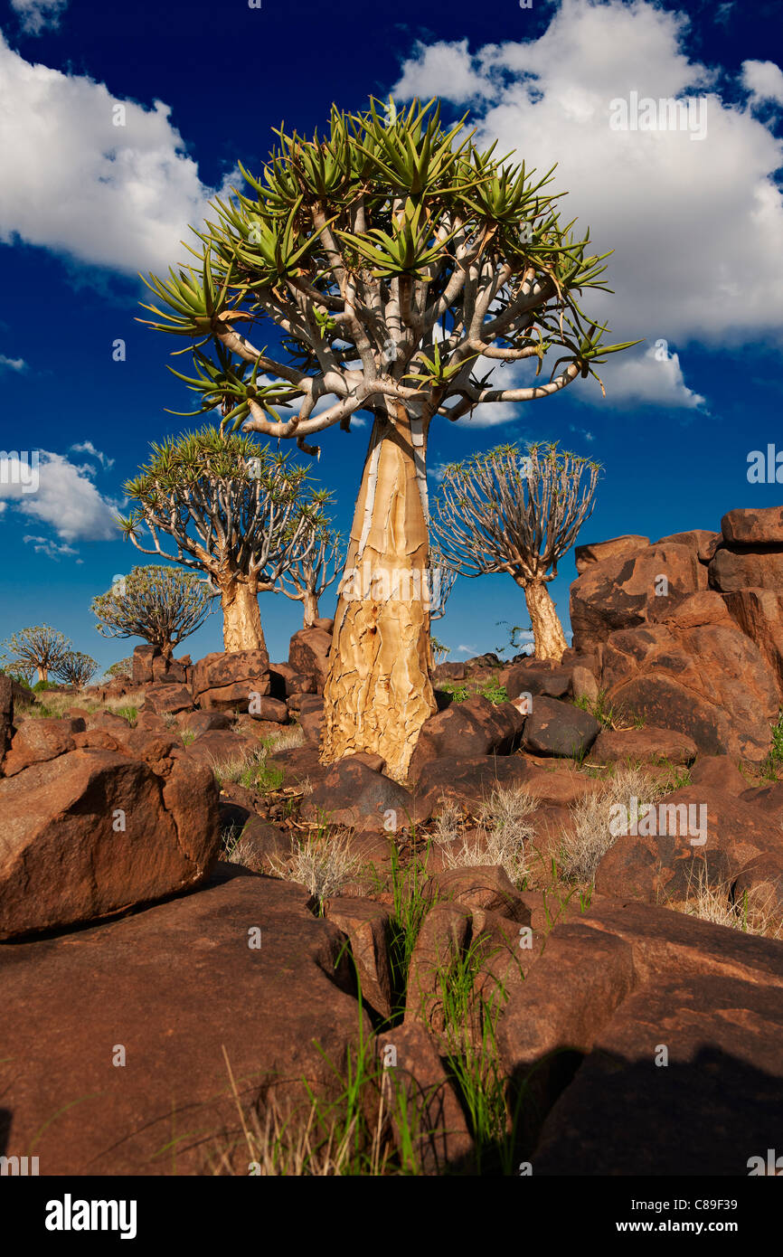 Per Quiver tree forest, Aloe dichotoma, Azienda Agricola Garas, Mesosaurus Sito fossile, Keetmanshoop, Namibia, Africa Foto Stock