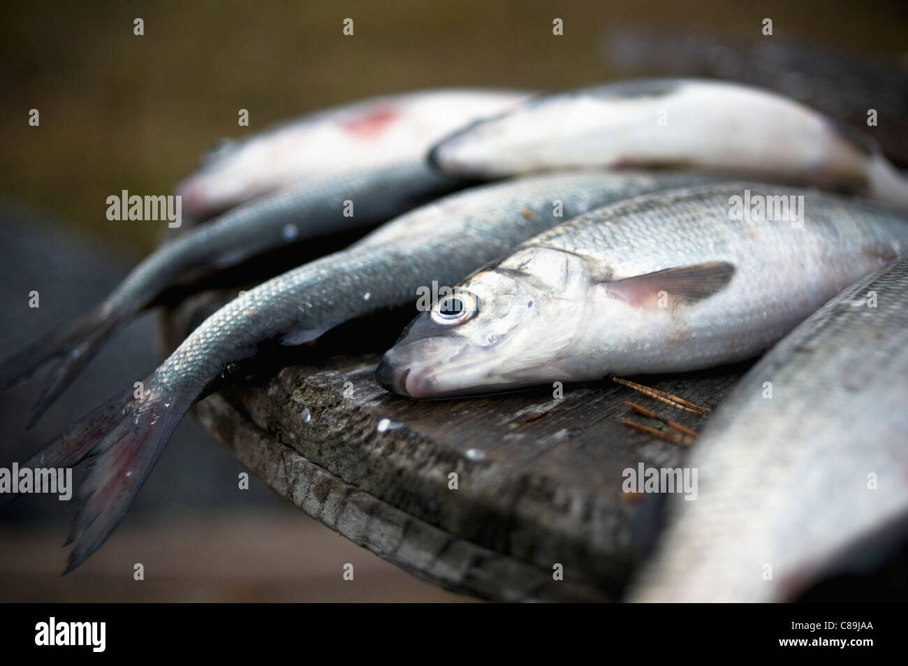 Whitefish freschi appena colti dal freddo mare del nord della Finlandia. La maggior parte utilizzato per il loro fantastico caviale. Foto Stock