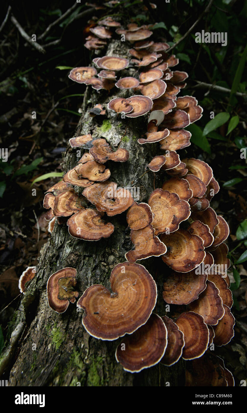 Indonesia, Borneo Tanjunj messa parco nazionale, vista di funghi che crescono su sul log Foto Stock