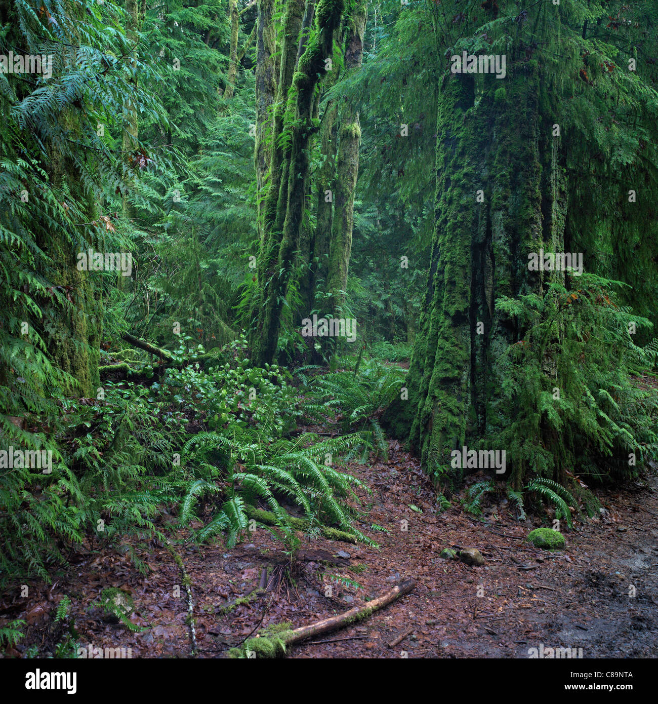 Foresta in spirito pacifico Parco regionale a Vancouver in Canada Foto Stock