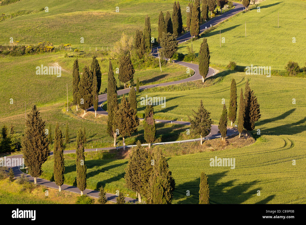 L'Italia, Toscana, Monticchiello, vista di strada tortuosa con cipressi Foto Stock