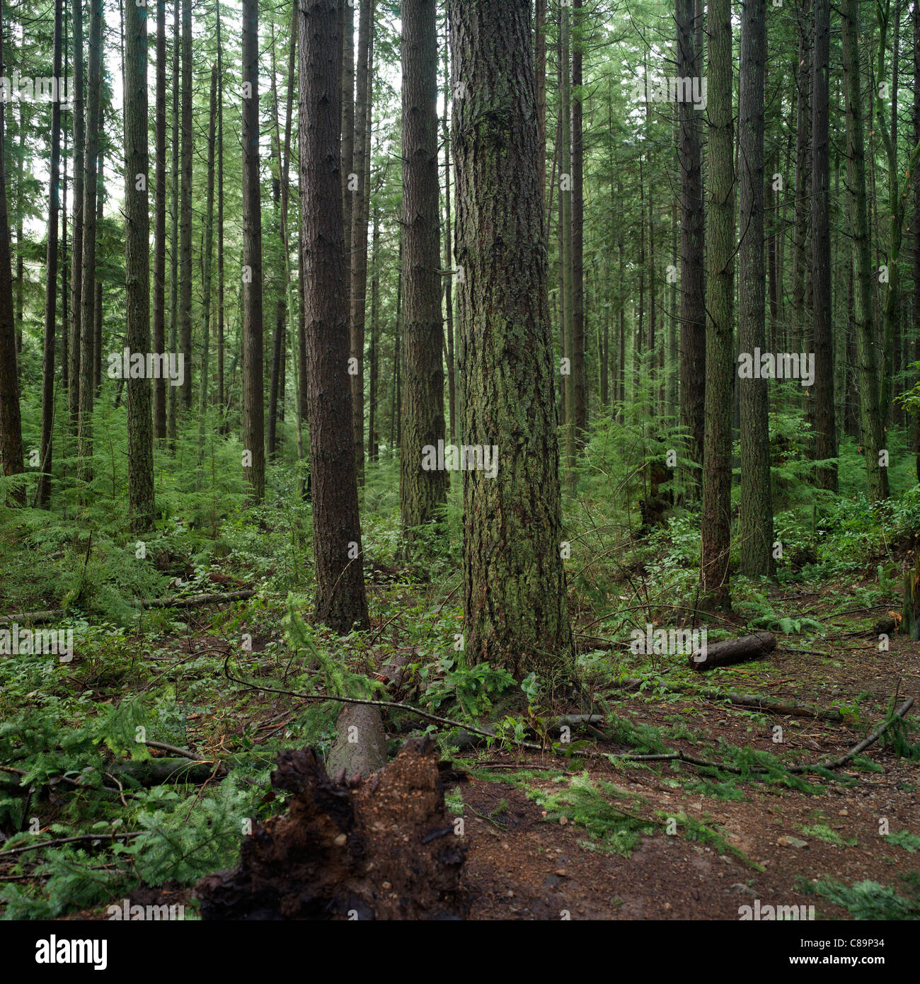 Foresta, Vancouver, Canada - spirito pacifico Parco Regionale Foto Stock