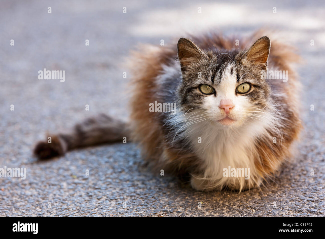 L'Italia, Toscana, Creta, capelli lunghi cat seduto e fissando Foto Stock