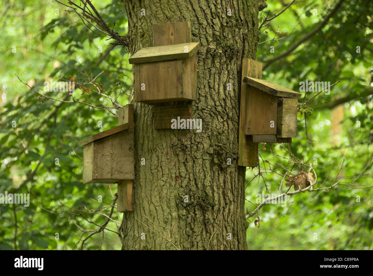 Bat su scatole di quercia a Colerne Park legno, Wiltshire, Regno Unito Settembre 2007 Foto Stock