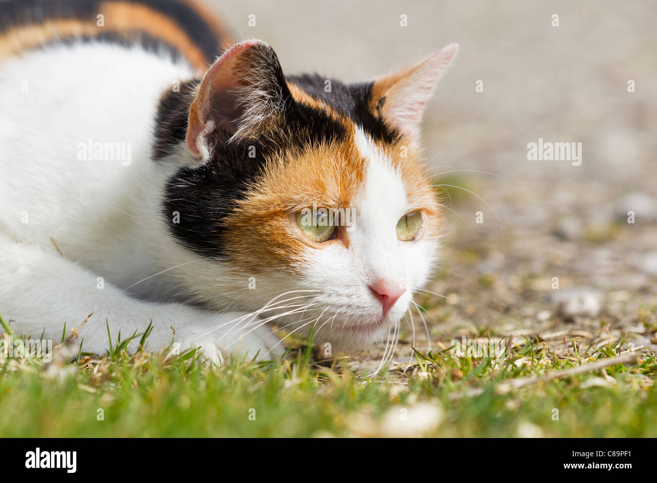 In Germania, in Baviera, vicino a tre colori European Shorthair cat Foto Stock