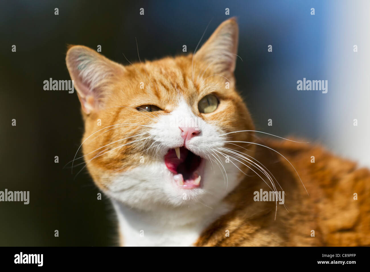 In Germania, in Baviera, Close up di angry European Shorthair cat Foto Stock