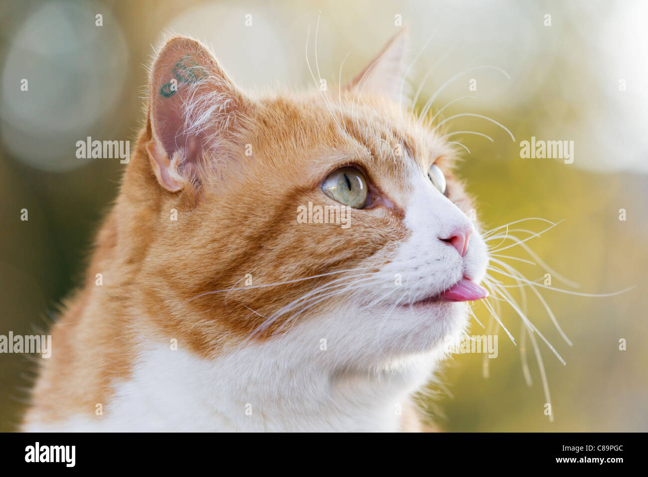 In Germania, in Baviera, Close up di zenzero e il colore bianco European Shorthair cat Foto Stock