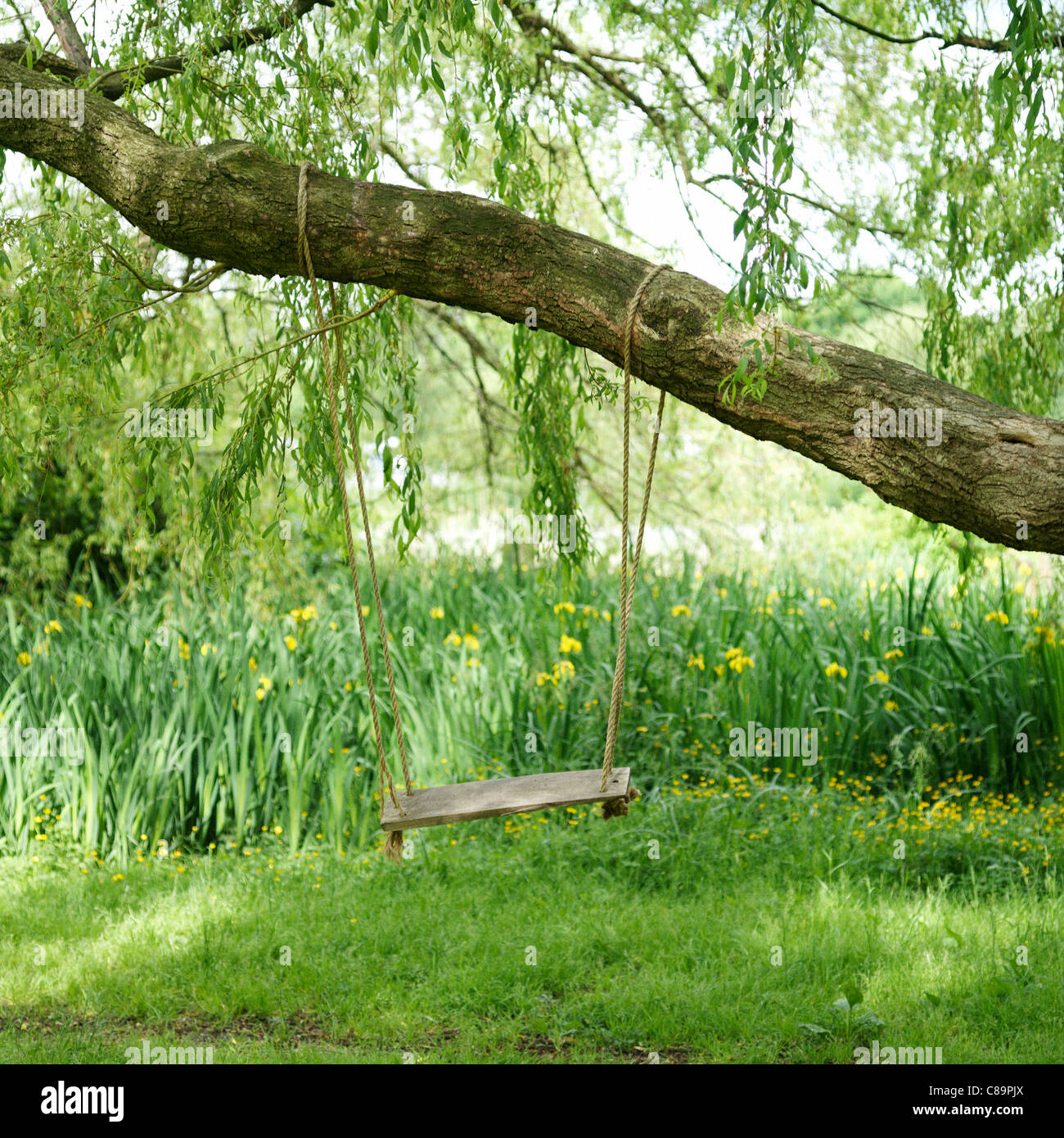 Swing appeso a un albero in un giardino Foto Stock