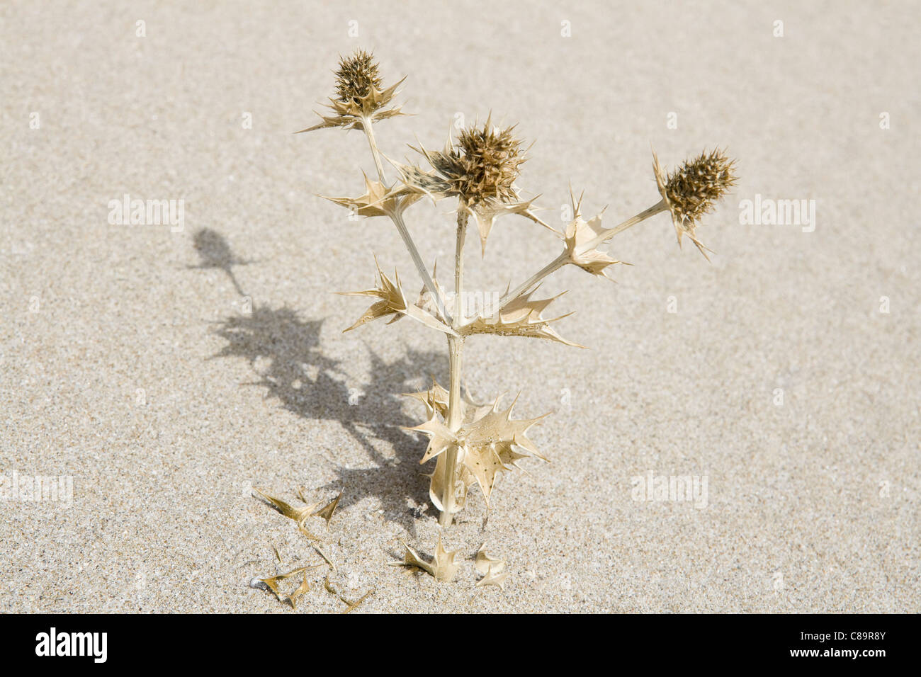 Turchia, Izmir, vista di morti thistle impianto in sabbia Foto Stock