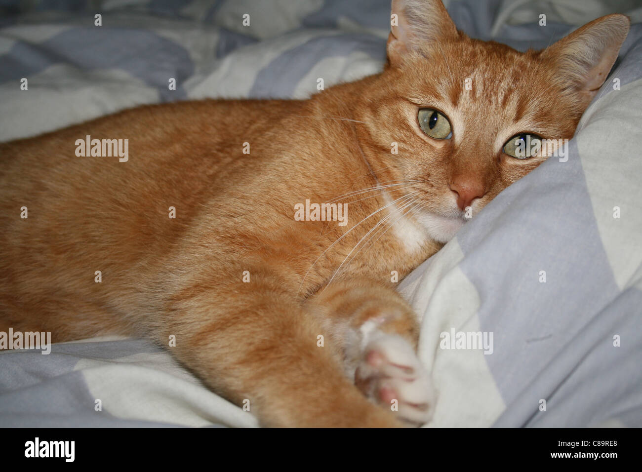 Rosso Gatto sdraiato a letto Foto Stock