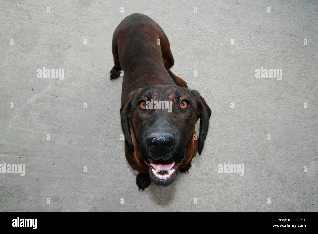 Germania, nero incroci di cane cercando Foto Stock