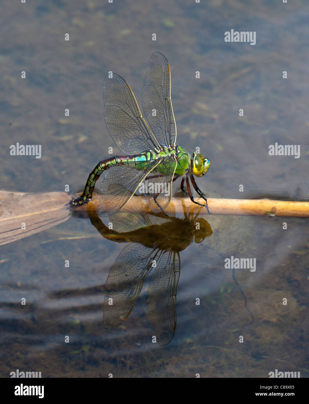 Femmina a forma di libellula imperatore deposizione delle uova Foto Stock