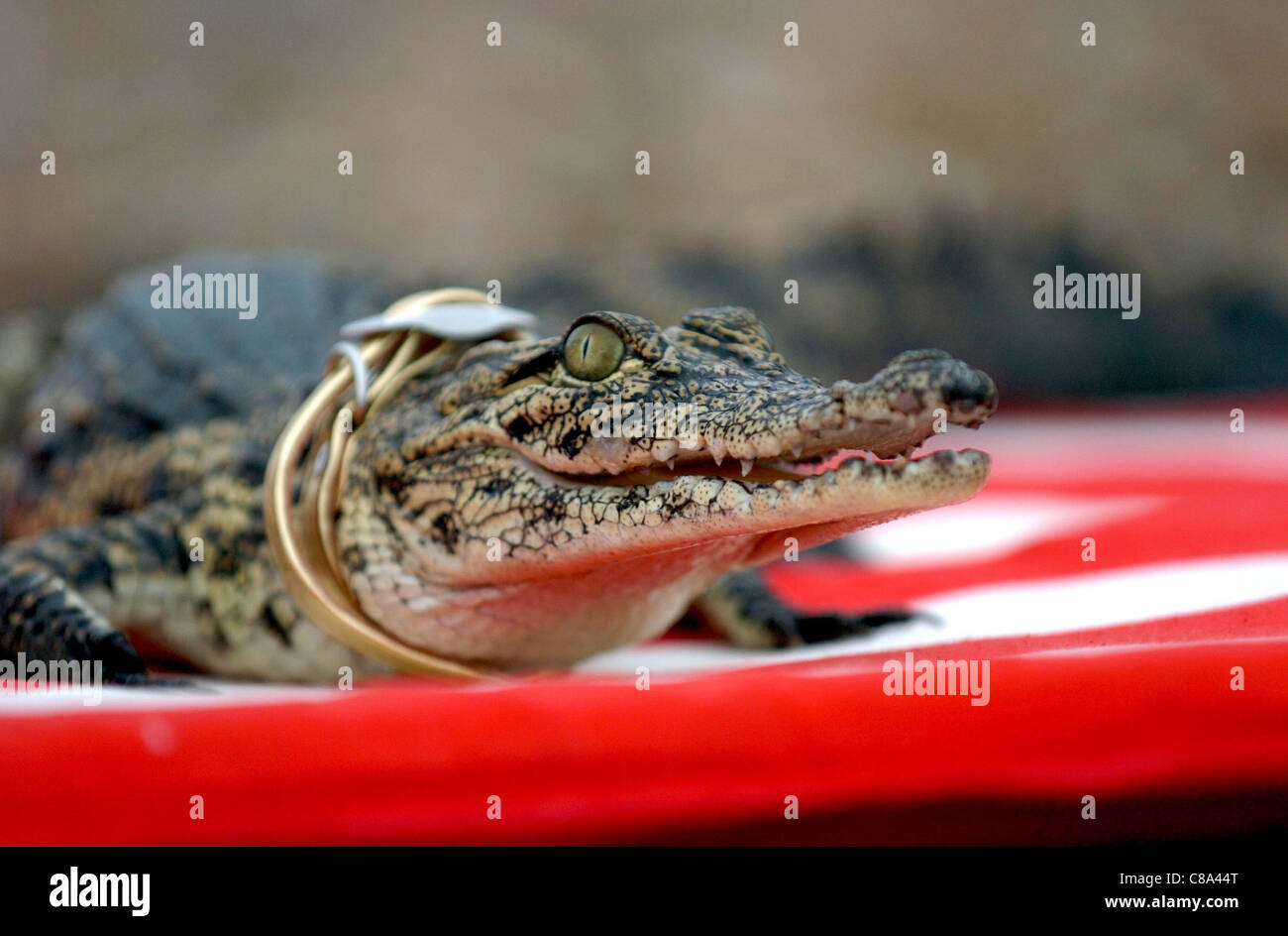 Assuan Il coccodrillo attende questo freddo snap per finire come egli vuole prendere il sole sulla spiaggia di Hove . Egli è stato parte di una sfilata di moda Foto Stock