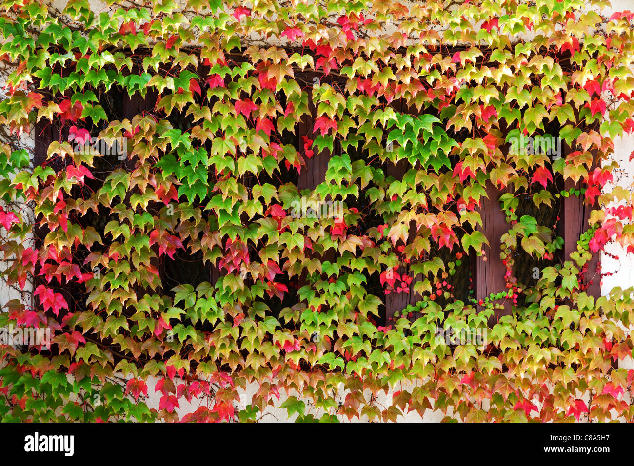 Il rosso e il verde autunno clambering copertura vegetale una finestra Foto Stock