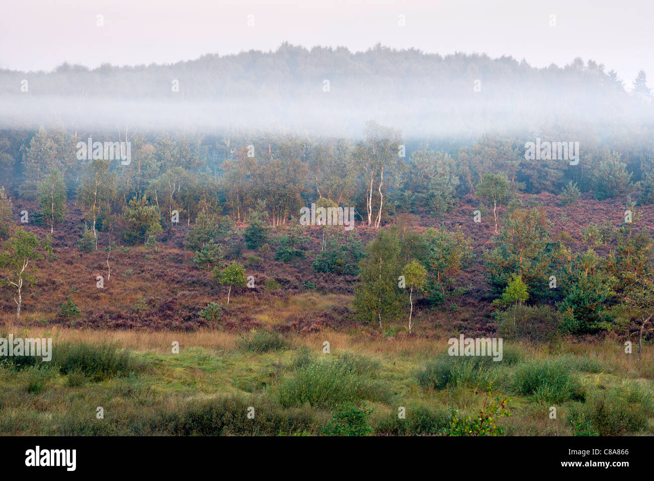 Una bella nebbiosa mattina autunnale su Chobham Common Riserva Naturale Nazionale. Foto Stock