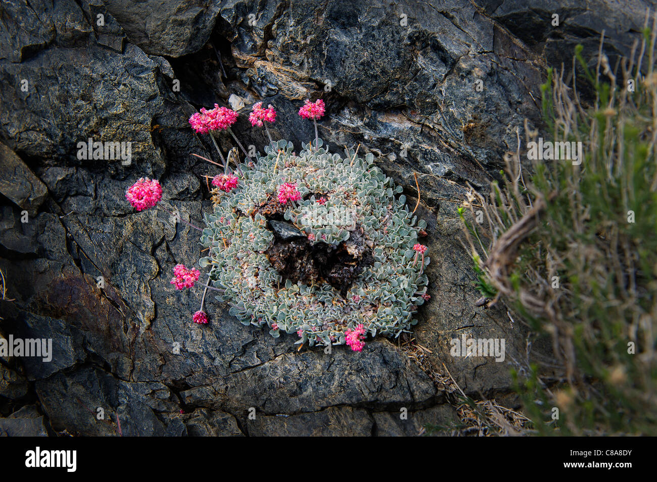Eriogonum ovalifolium (cuscino) di farina di grano saraceno, Poligonacee, in habitat rocciosi; Sierra Nevada, in California, U.S.A. Foto Stock
