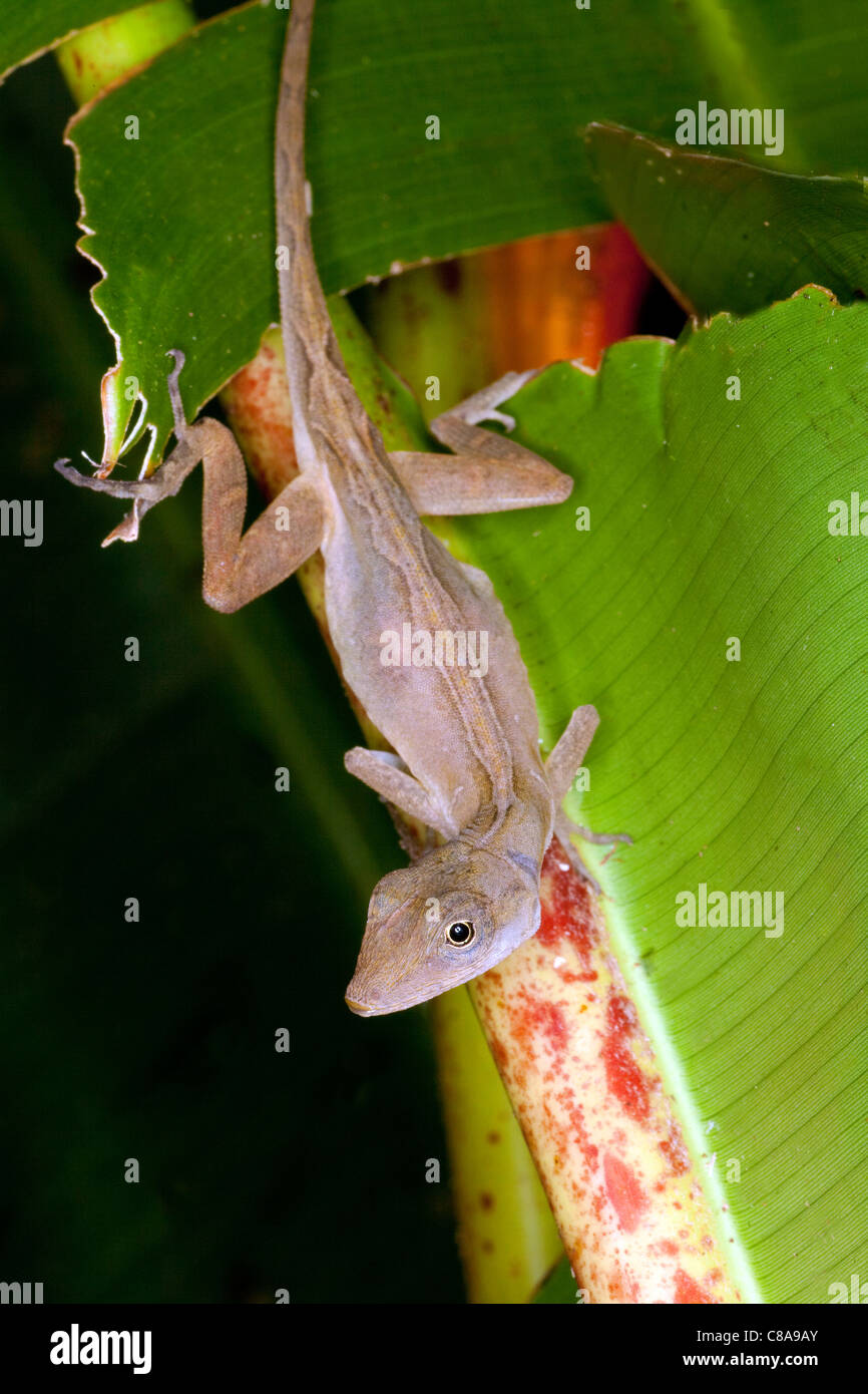 Una lucertola anole poggia su un ramo di palma in Costa Rica. Foto Stock