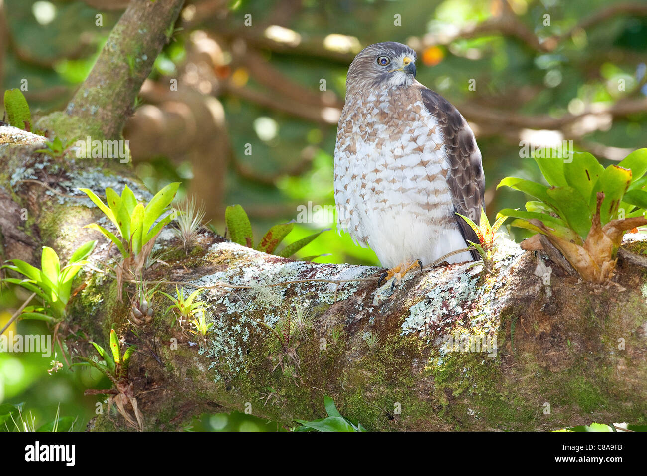Un ampio-winged hawk (Buteo platypterus) in una Costa Rican forest. Foto Stock