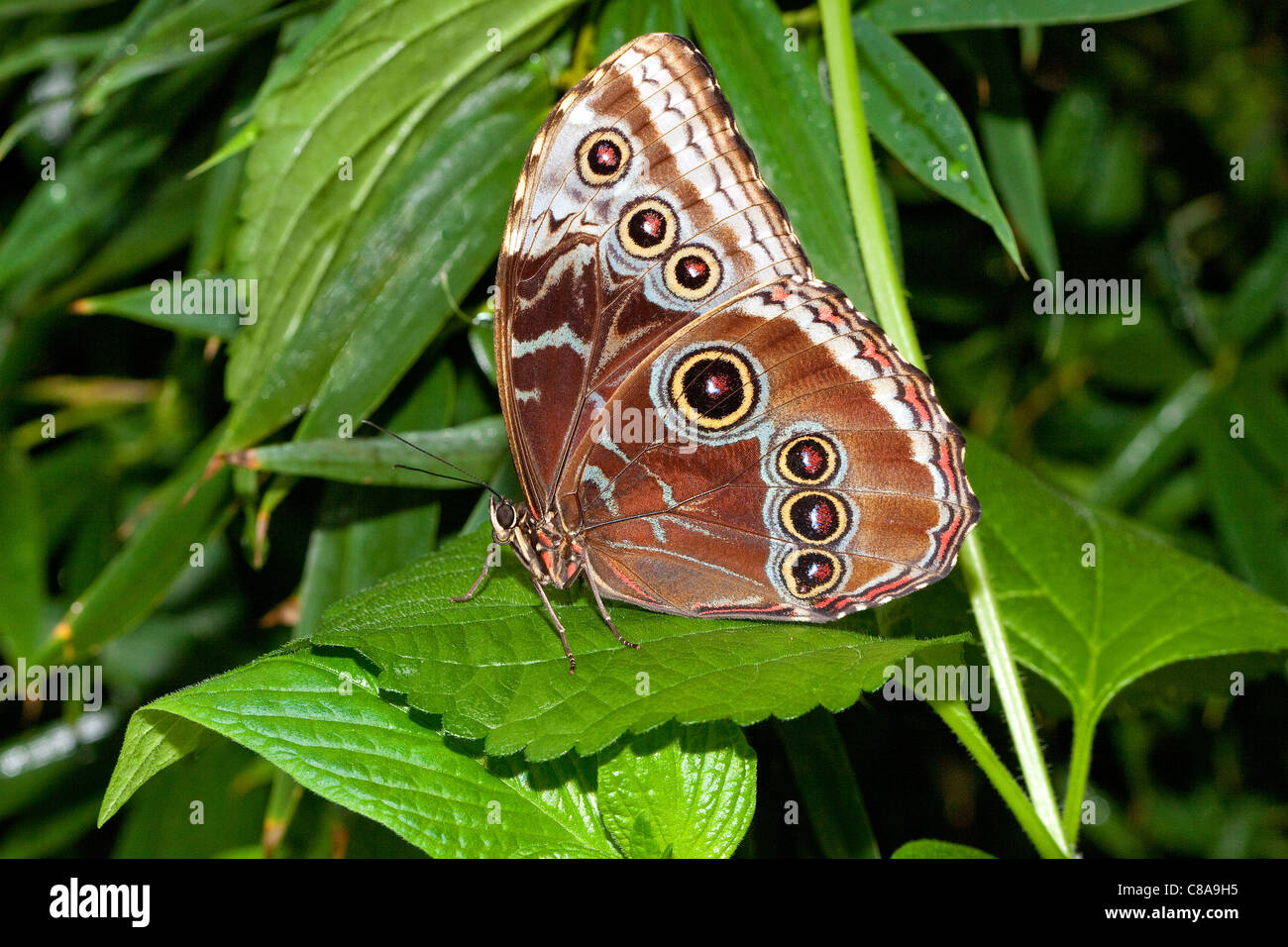 Un blu morpho butterfly con le sue ali chiuse in Costa Rica. Foto Stock