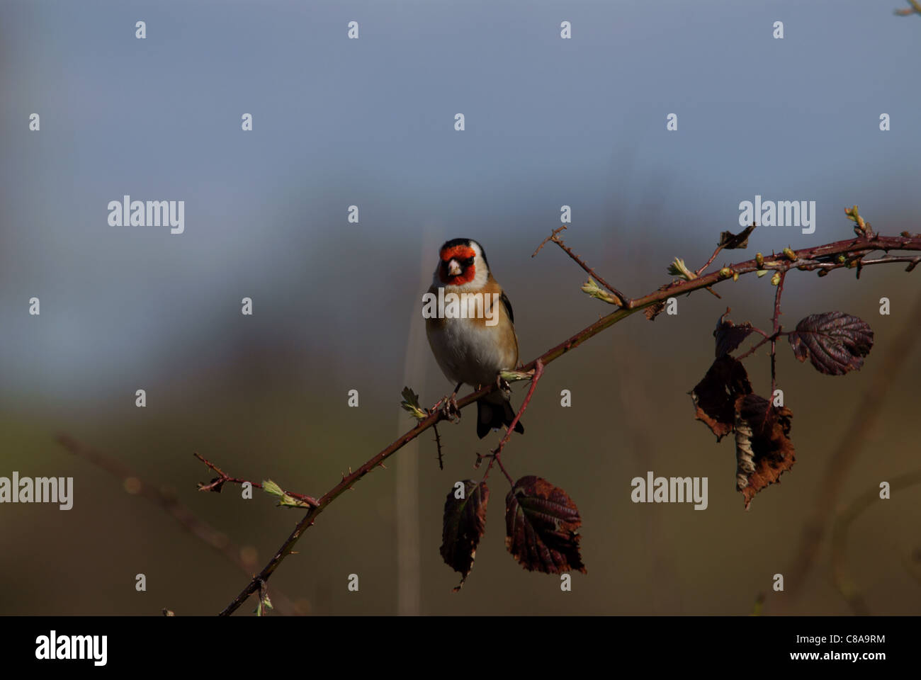 Cardellino - Bird Foto Stock