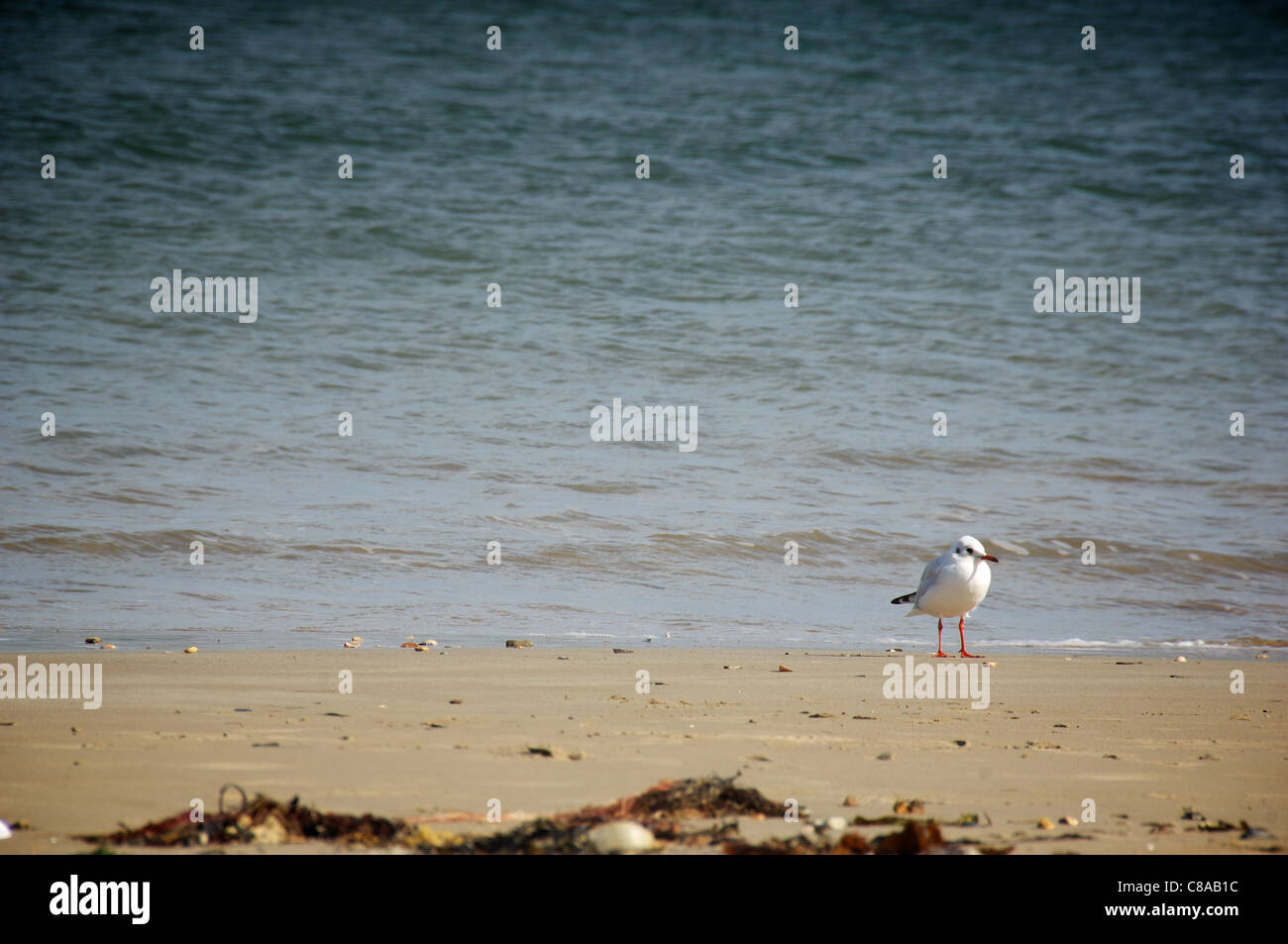 Seagull sulla spiaggia di Swanage Foto Stock