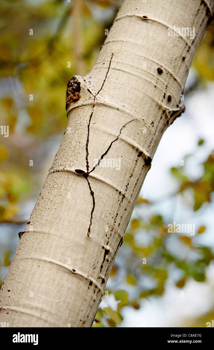 Vista dettagliata del tronco di Aspen (Populus tremuloides) tree. Girato in Fuji film 200. Foto Stock