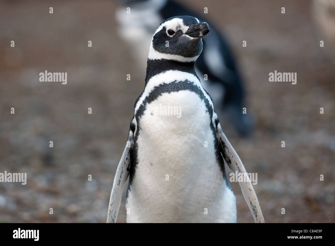 Magellanic Penguin in Cile Foto Stock