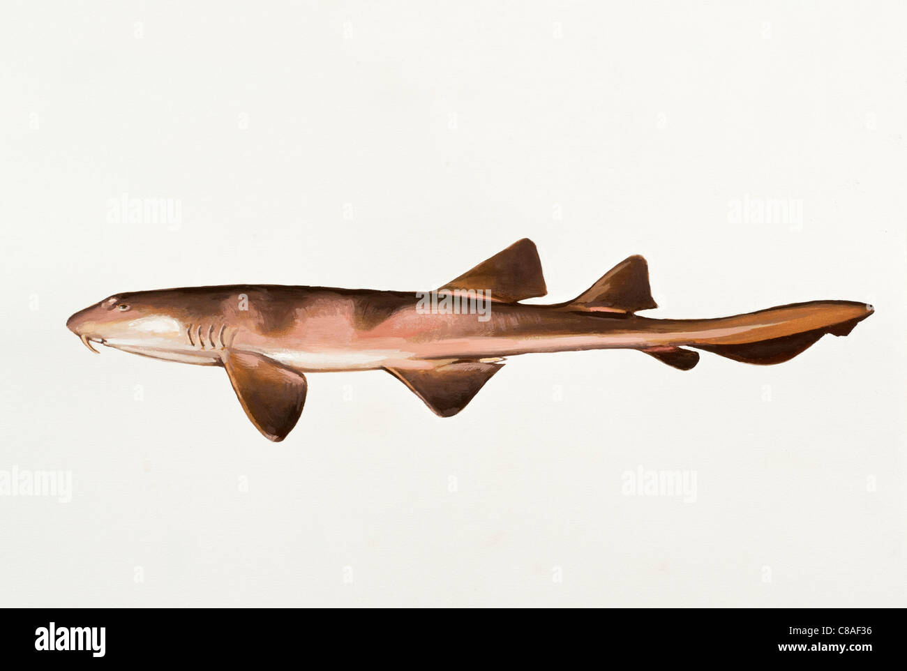 Lo squalo cieco, Brachaelurus waddi Brachaeluridae Foto Stock