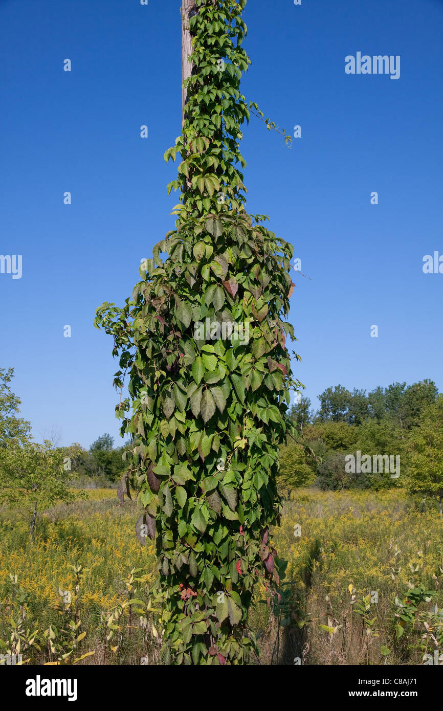 Virginia crescente del superriduttore sul polo di alimentazione Parthenocissus quinquefolia E USA Foto Stock