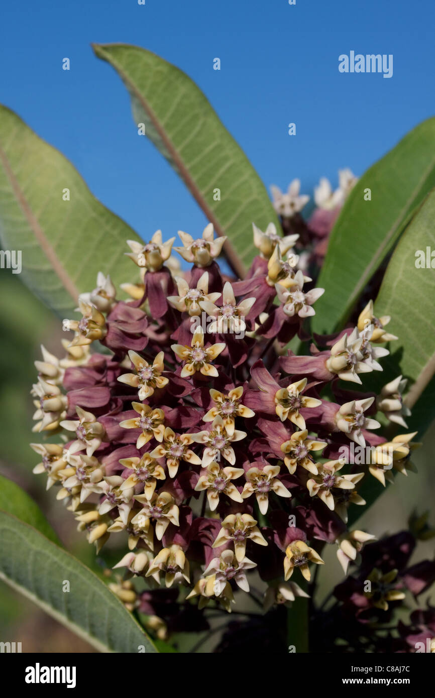 Comune fiori Milkweed Asclepias syriaca Michigan STATI UNITI Foto Stock