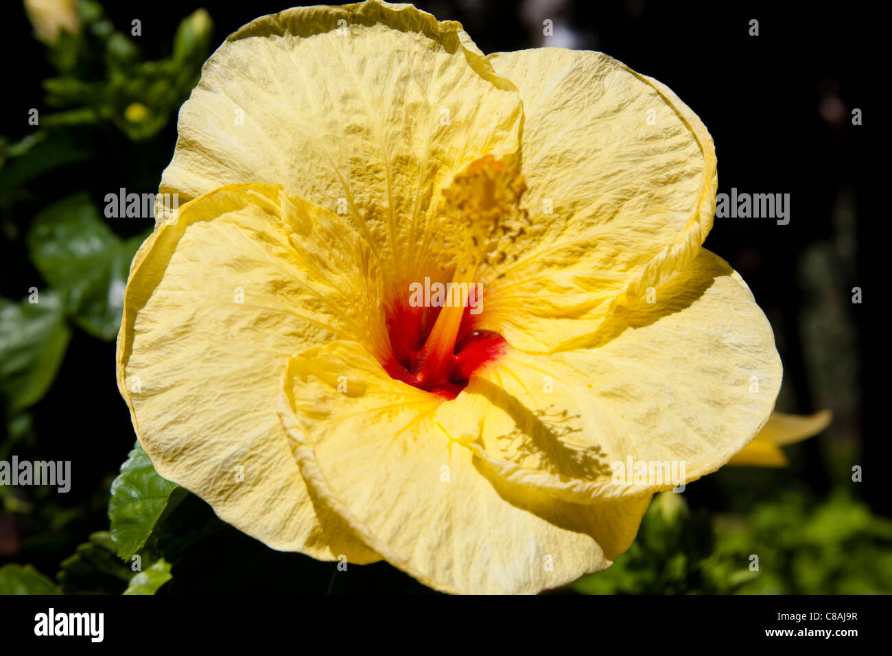 Il giallo dei fiori di ibisco, Trevelyan Giardini Pubblici, Villa Comunale, Taormina, Sicilia, Italia Foto Stock