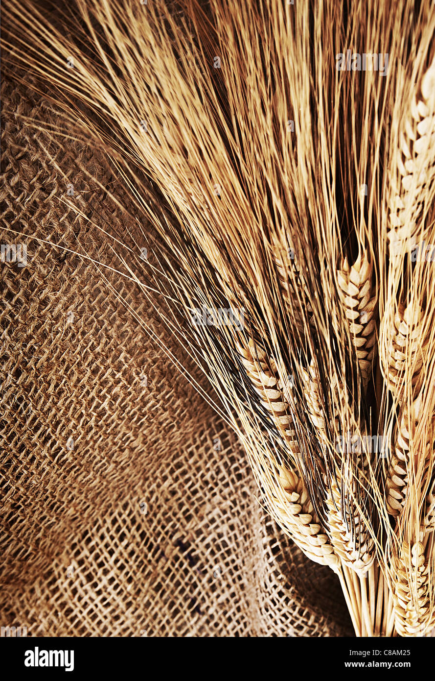 Bordo di grano su tela di sfondo, il tempo del raccolto, per la festa del Ringraziamento decorazione Foto Stock