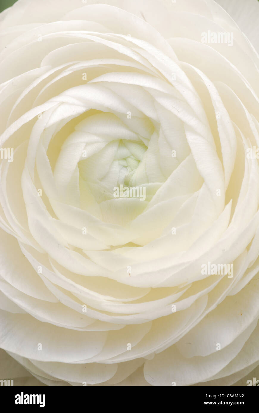 Bianco peoney Foto Stock