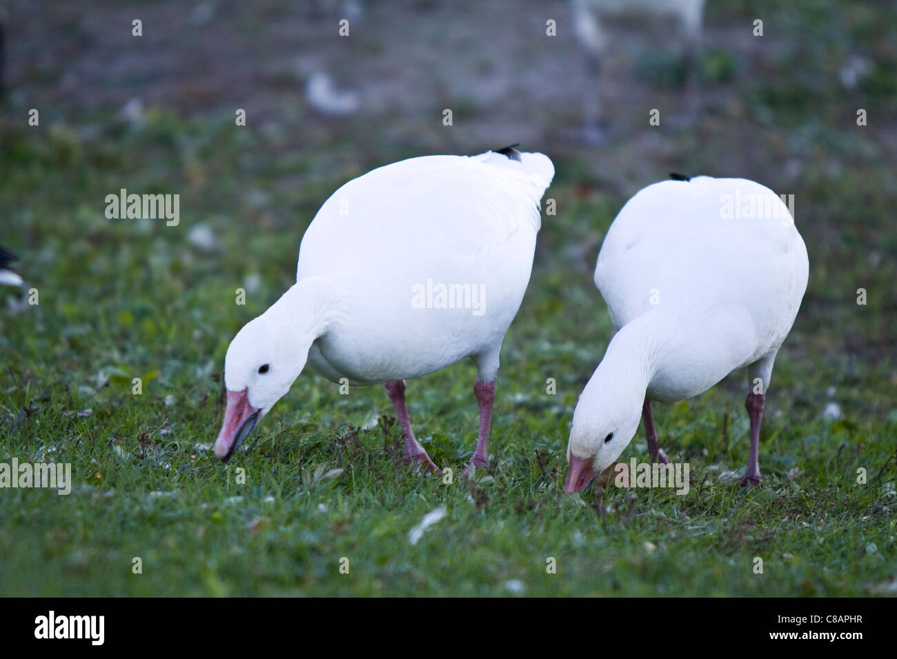 Un grande gregge di maggiore Snow Goose, la numerazione di decine di migliaia di uccelli sul serbatoio Baudet, Victoriaville, Quebec, Canada Foto Stock