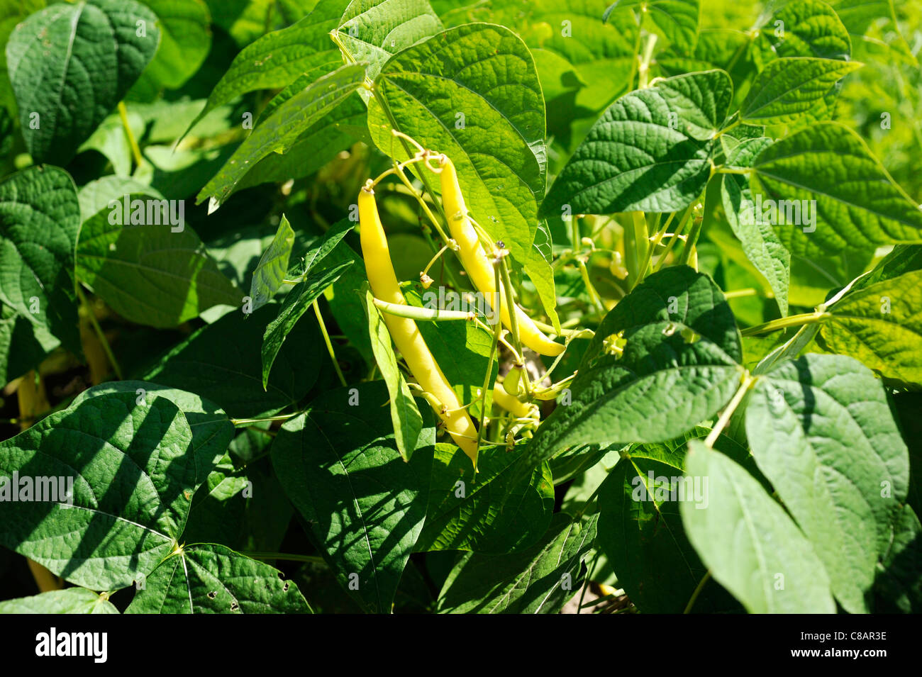 Il burro I fagioli crescono nel giardino vegetale Foto Stock