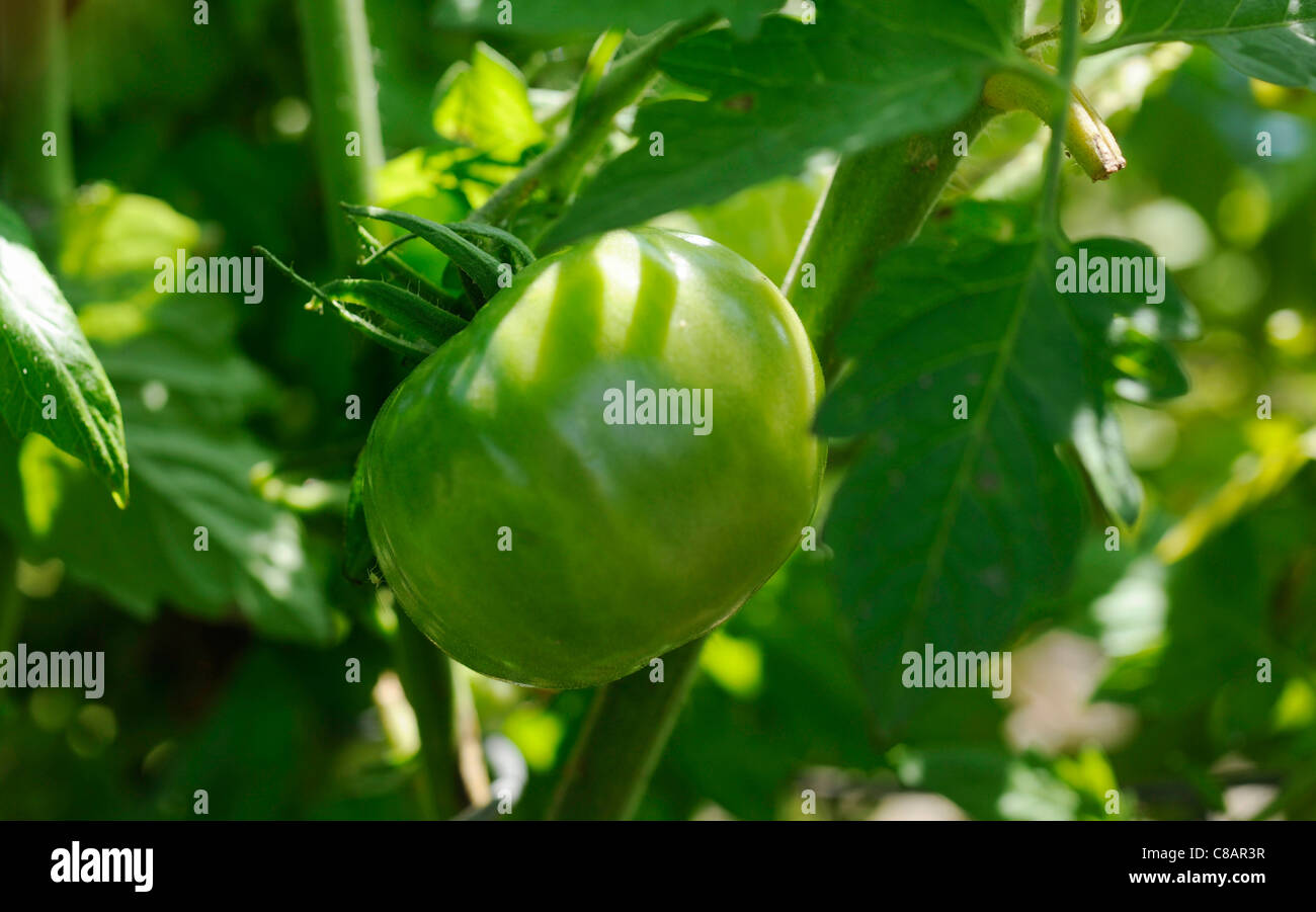 I pomodori in crescita nel giardino vegetale Foto Stock