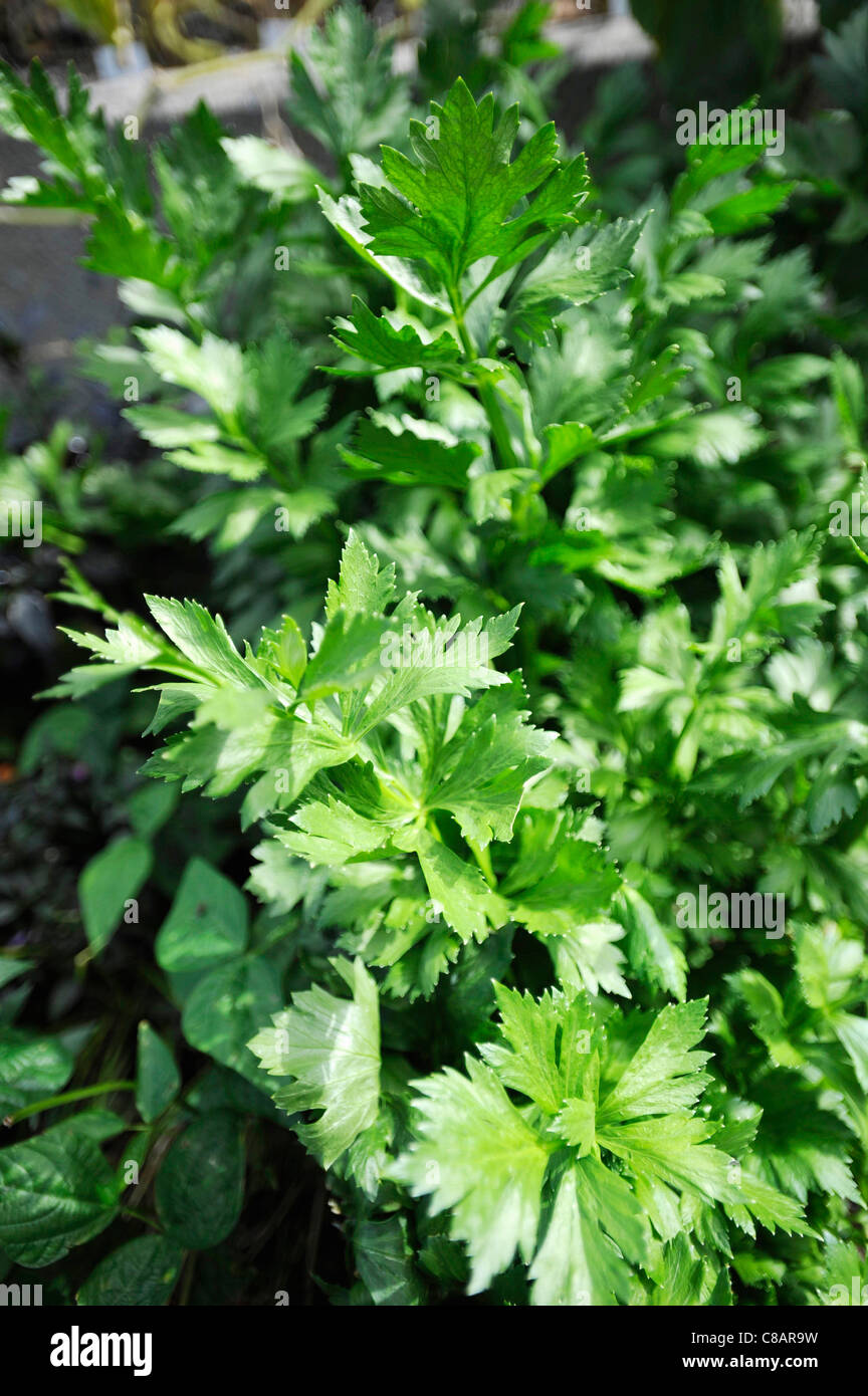 Il prezzemolo cresce nel giardino vegetale Foto Stock