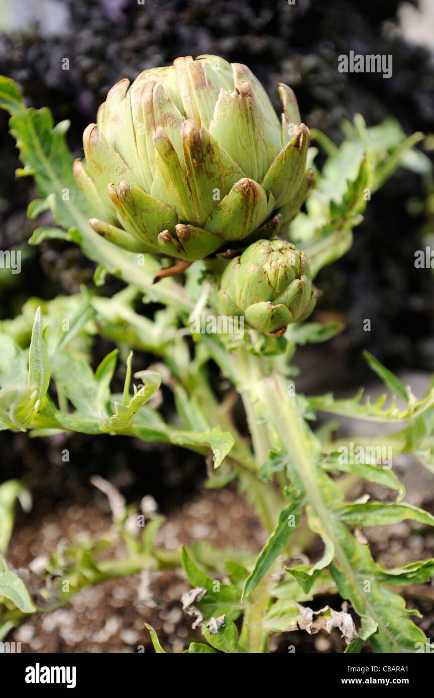 Coltivazione di carciofo nel giardino vegetale Foto Stock