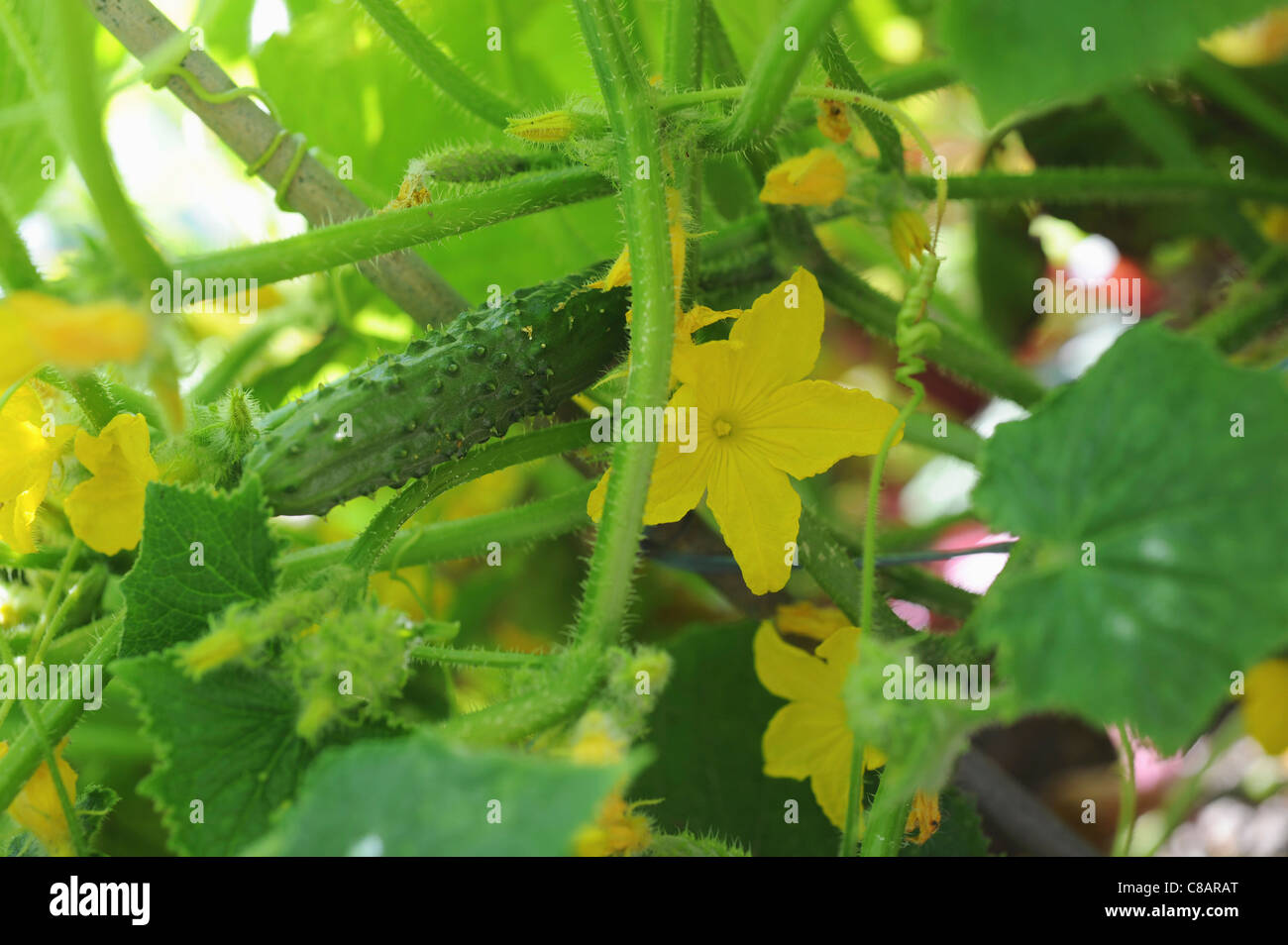 Il cetriolo sulla pianta Foto Stock