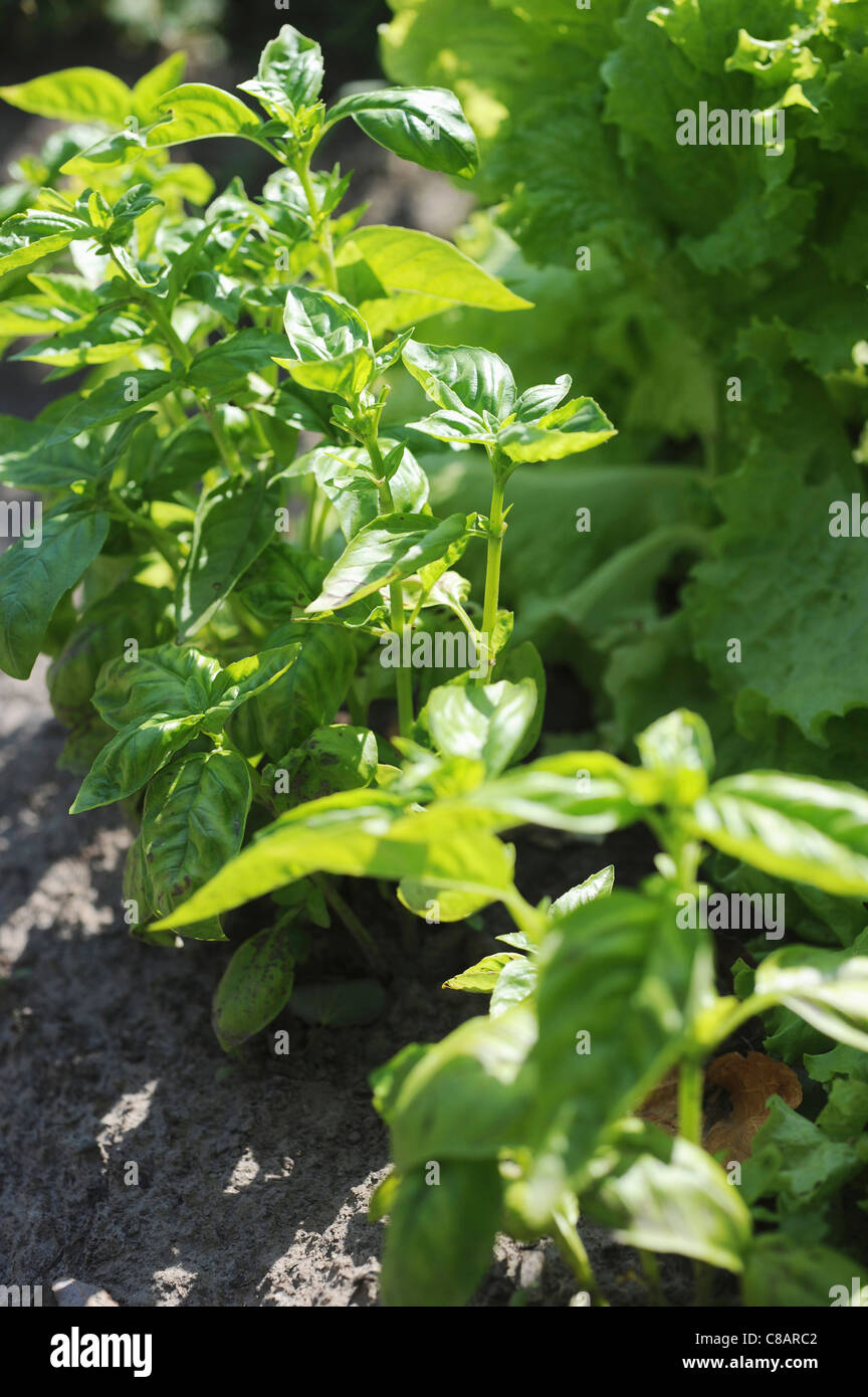 Il basilico piante che crescono nel giardino vegetale Foto Stock