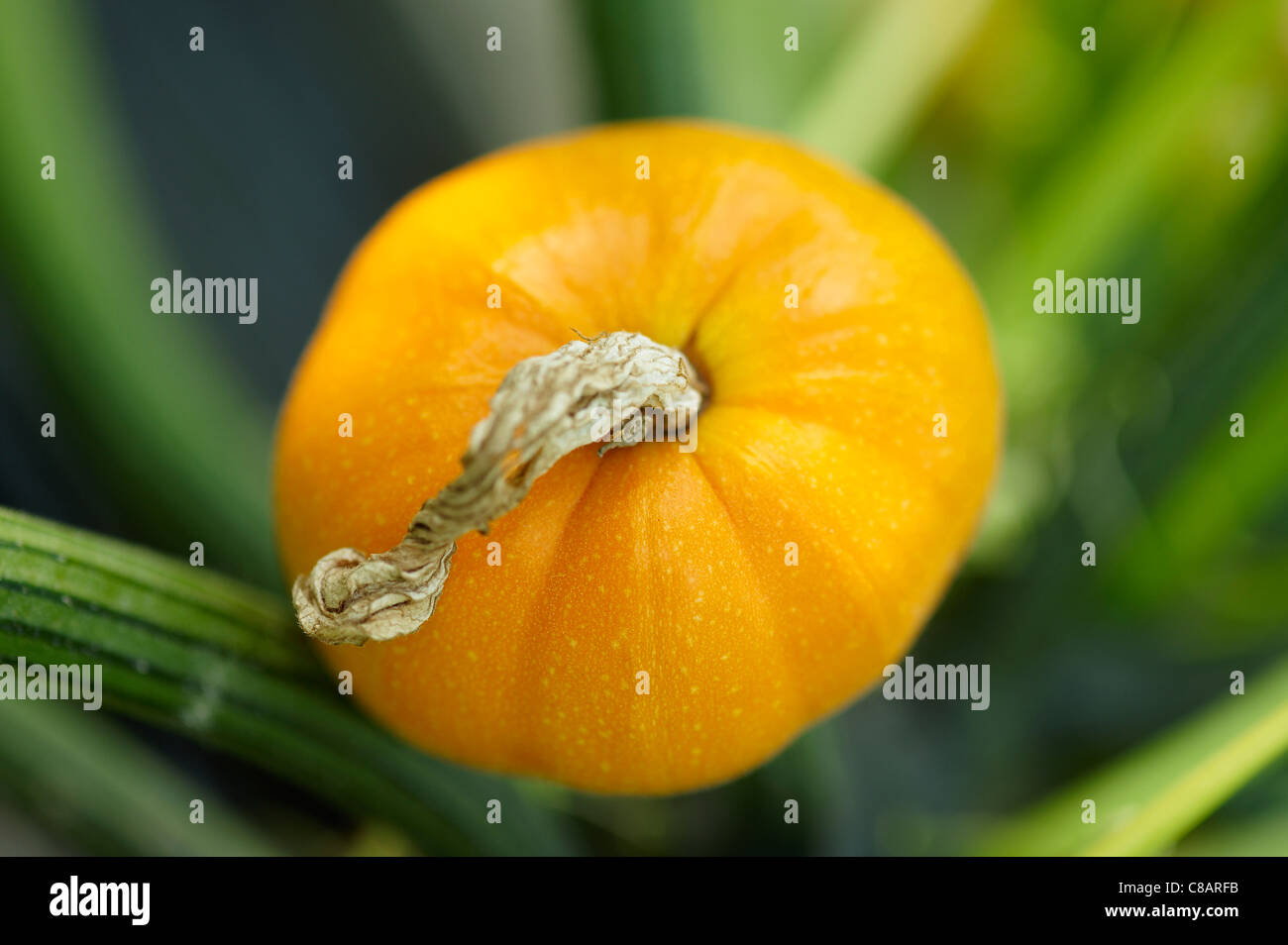 Giallo rotondo zucchine sulla pianta Foto Stock