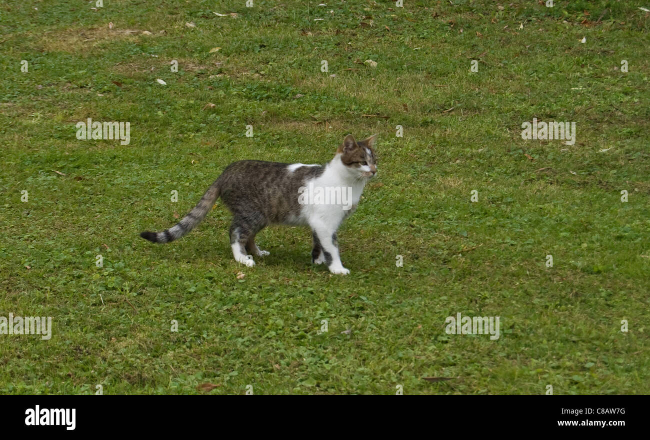 Un gatto è perso per prato Foto Stock